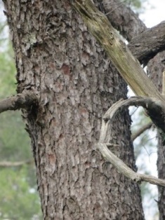 Tree bark identification